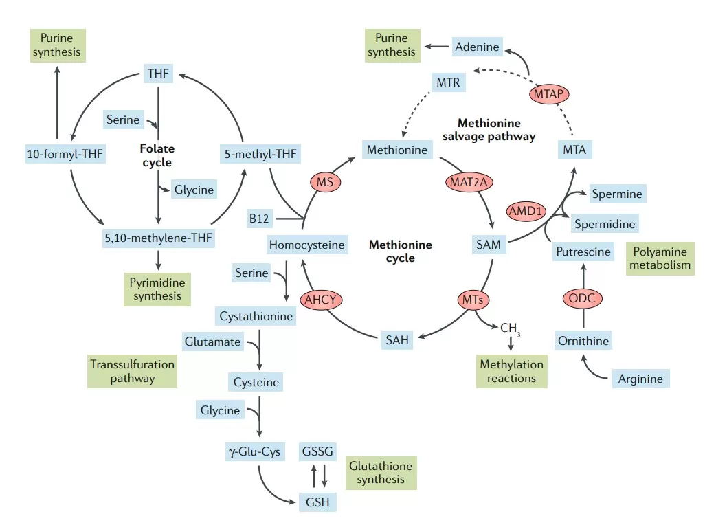 Methionine metabolism and related metabolic processes (Sanderson et al., 2019)